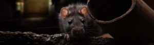 Mice Infestation Durban
