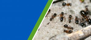 durban-pest-ants