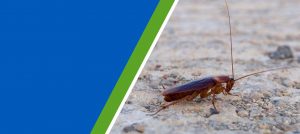 durban-pest-cockroaches