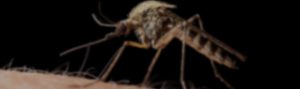 mosquitoes durban pest