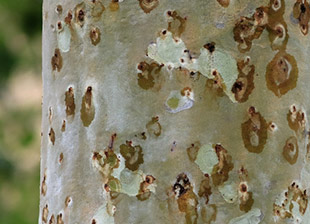 shot hole borer treatment trees