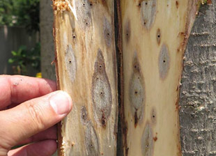 shot hole borer removal