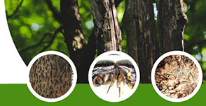 shothole-borer-beetle