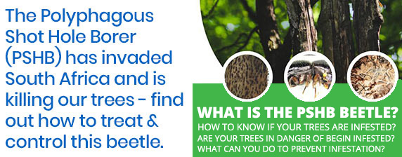 shothole-borer-beetle